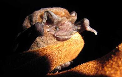 Colonies of Pallas' Mastiff Bats Occupy Rooves in the Virgin Islands